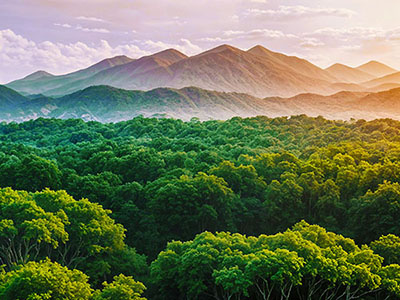 Forest and Mountains